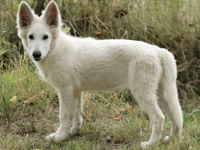 Berger Blanc Suisse Welpe kaufen