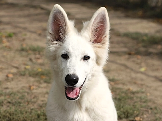 Berger Blanc Suisse Welpe kaufen