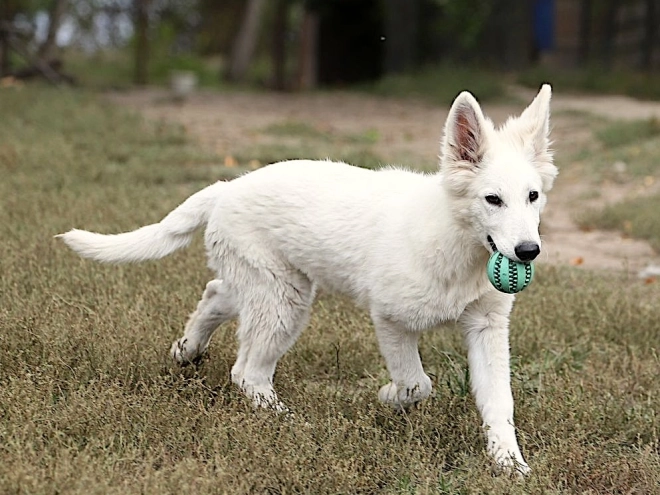 Berger Blanc Suisse Welpe kaufen