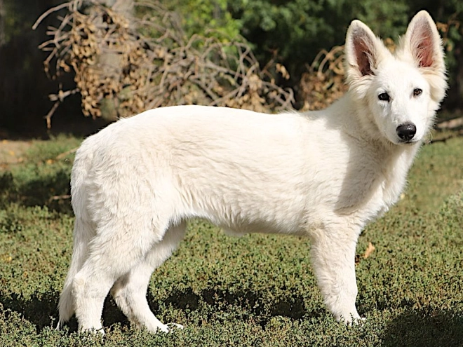 Berger Blanc Suisse Welpe kaufen