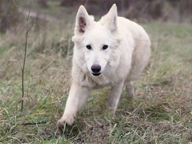 Berger Blanc Suisse Welpe kaufen