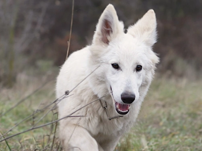 Berger Blanc Suisse Welpe kaufen