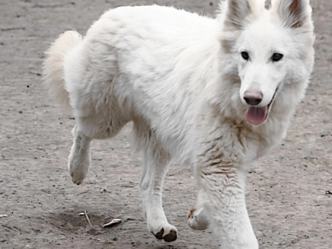 Berger Blanc Suisse Welpe kaufen