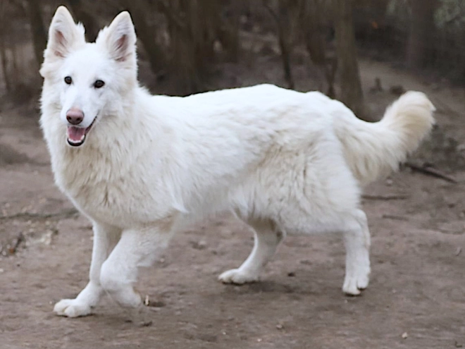 Berger Blanc Suisse Welpe kaufen