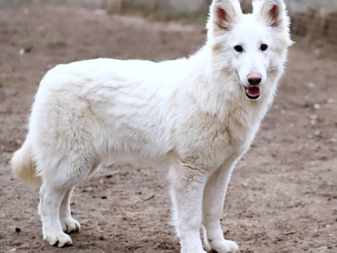 Berger Blanc Suisse Welpe kaufen