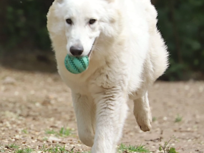 Berger Blanc Suisse Welpe kaufen