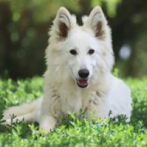 Nikki, white White Swiss Shepherd Dog for sale