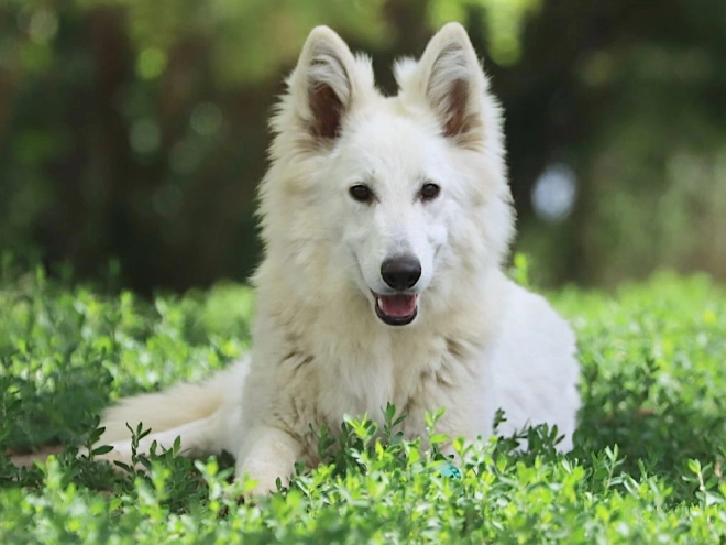 Berger Blanc Suisse Welpe kaufen