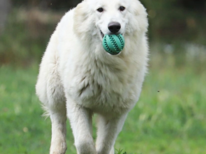 Berger Blanc Suisse Welpe kaufen