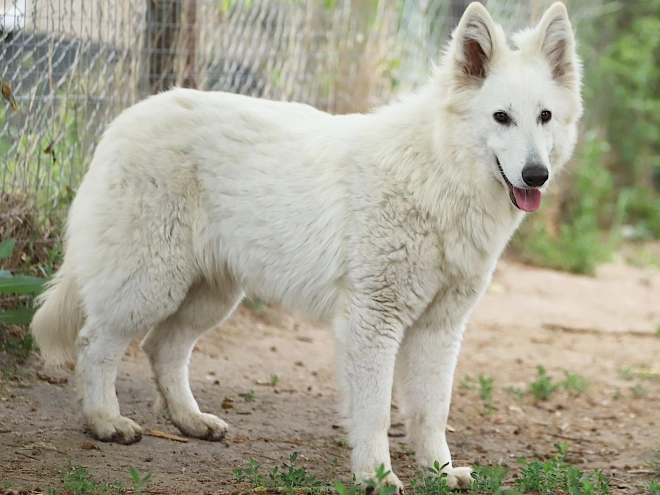 Berger Blanc Suisse Welpe kaufen
