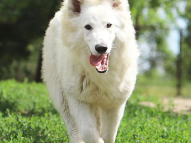 Berger Blanc Suisse Welpe kaufen