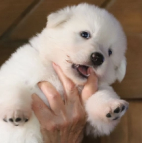 Perros Pastor Blanco Suizo en venta