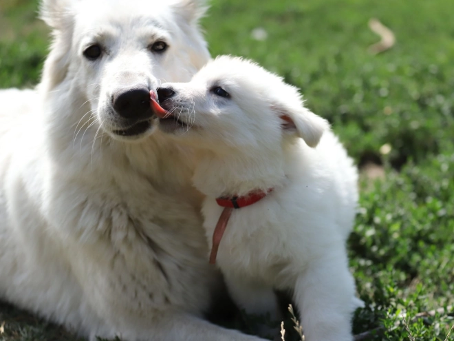 Perros Pastor Blanco Suizo en venta