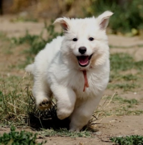 Berger Blanc Suisse Welpe kaufen