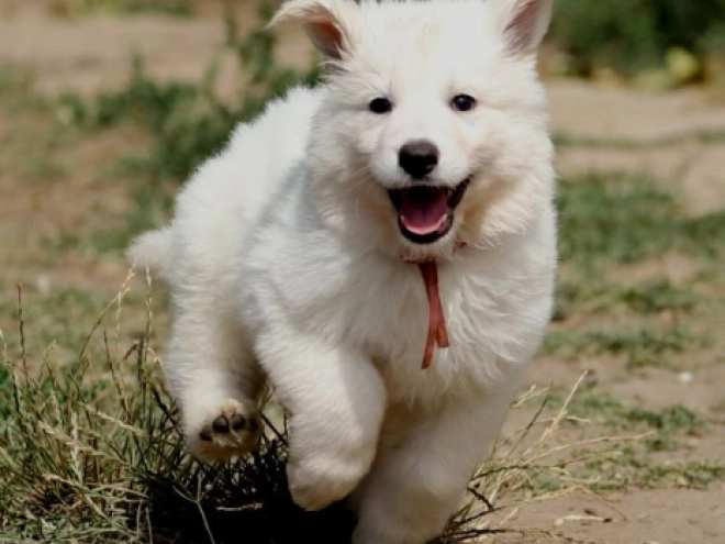 Perros Pastor Blanco Suizo en venta