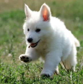 Berger Blanc Suisse Welpe kaufen