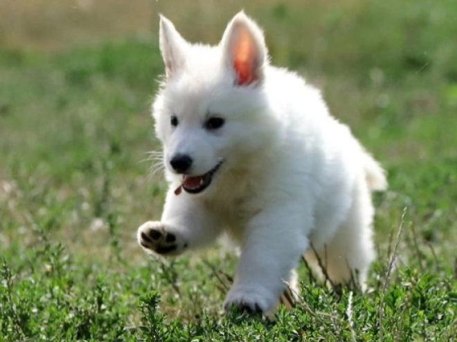 Berger Blanc Suisse Welpe kaufen