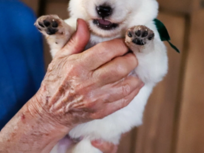 White Swiss Shepherd Dog puppy for sale