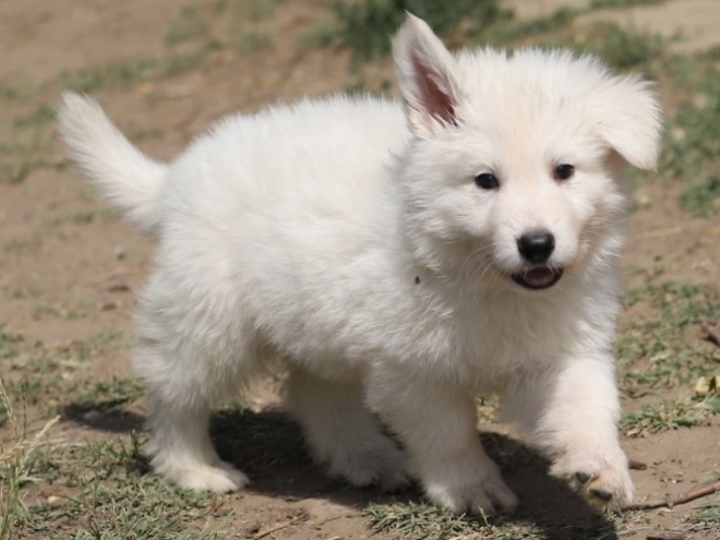 Berger Blanc Suisse Welpe kaufen