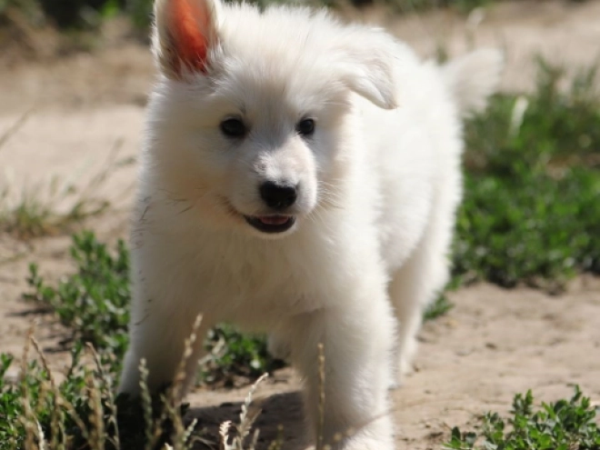 Berger Blanc Suisse Welpe kaufen