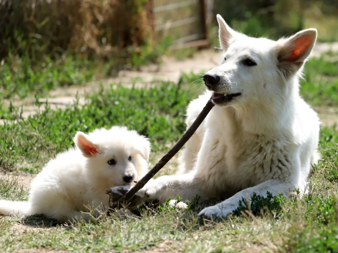 Berger Blanc Suisse Welpe kaufen