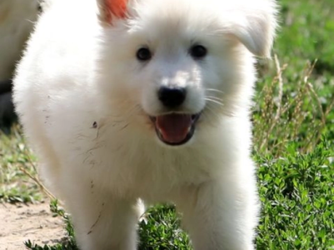 Berger Blanc Suisse Welpe kaufen