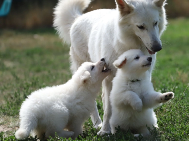 Berger Blanc Suisse Welpe kaufen