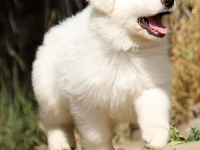 Berger Blanc Suisse Welpe kaufen