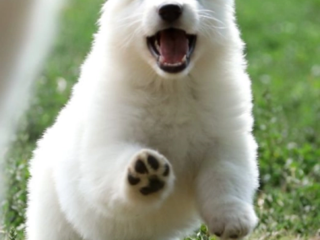 Berger Blanc Suisse Welpe kaufen