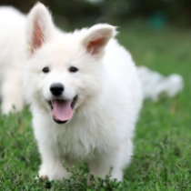 Bismarck, white White Swiss Shepherd Dog for sale