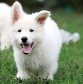 Berger Blanc Suisse Welpe kaufen