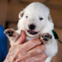 Bismarck, white White Swiss Shepherd Dog for sale