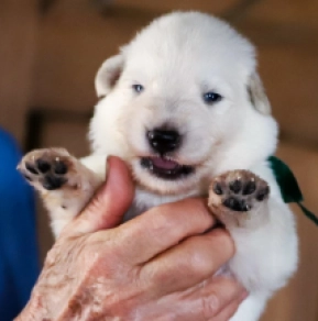 Berger Blanc Suisse Welpe kaufen
