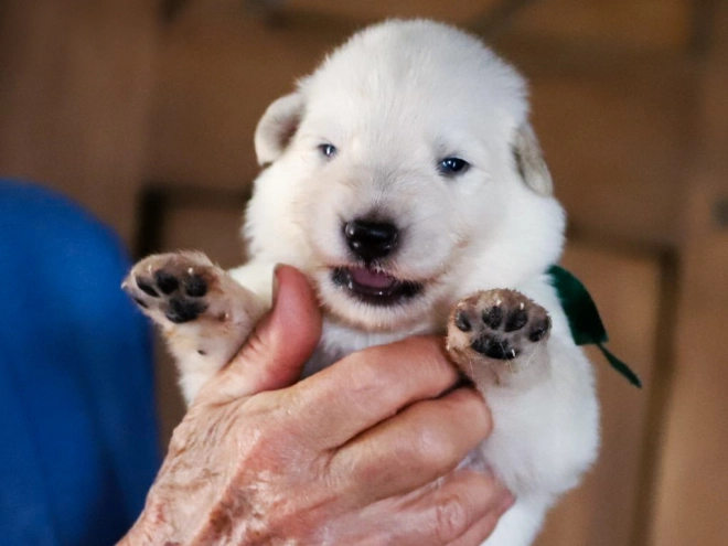 White Swiss Shepherd Dog puppy for sale
