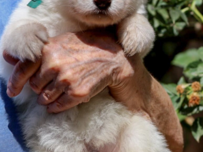 White Swiss Shepherd Dog puppy for sale