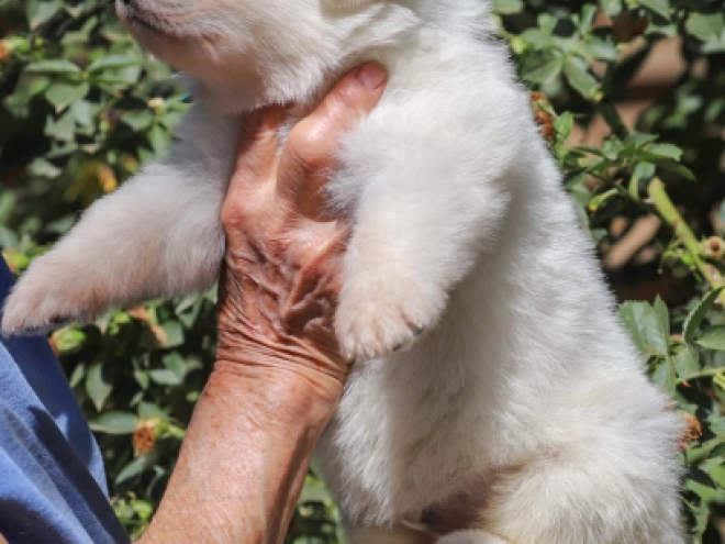 White Swiss Shepherd Dog puppy for sale