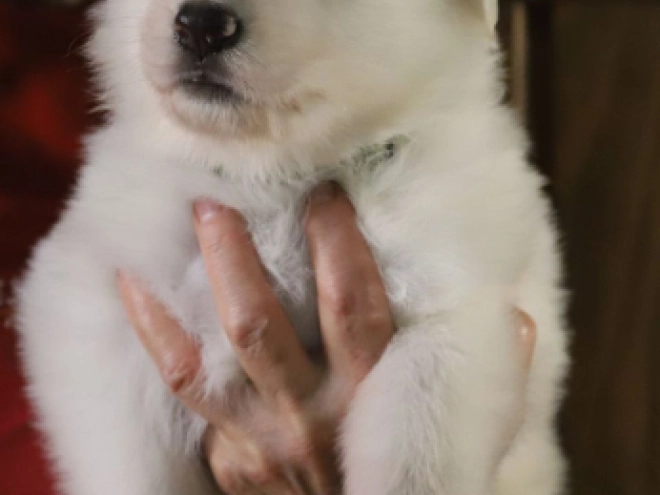 White Swiss Shepherd Dog puppy for sale