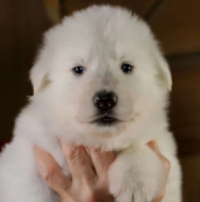 Perros Pastor Blanco Suizo en venta