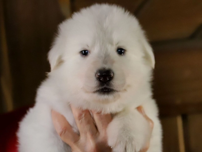 White Swiss Shepherd Dog puppy for sale