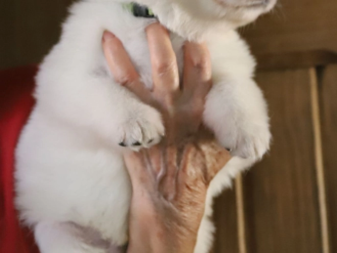 White Swiss Shepherd Dog puppy for sale