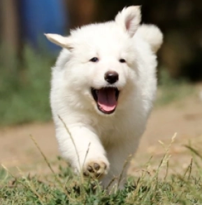 Berger Blanc Suisse Welpe kaufen