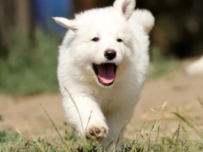 Berger Blanc Suisse Welpe kaufen