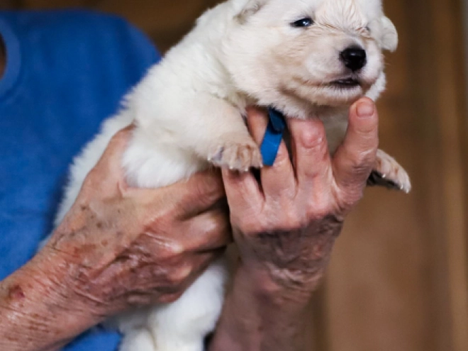 Perros Pastor Blanco Suizo en venta