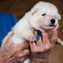 Derrick, white White Swiss Shepherd Dog for sale