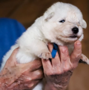 Berger Blanc Suisse Welpe kaufen