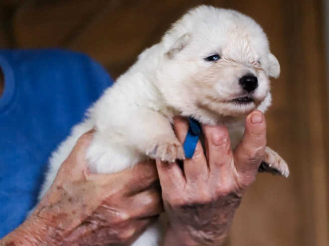 Perros Pastor Blanco Suizo en venta