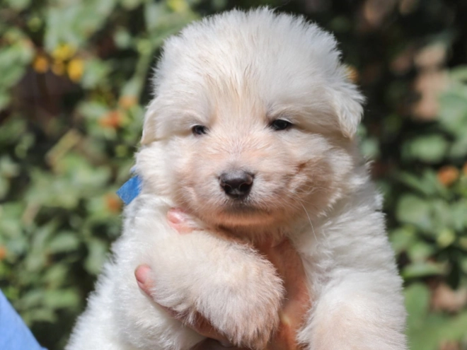 Perros Pastor Blanco Suizo en venta