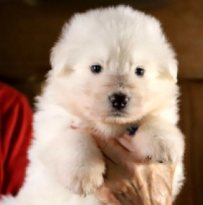Perros Pastor Blanco Suizo en venta