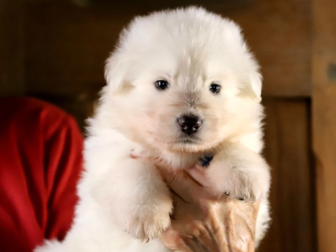 Perros Pastor Blanco Suizo en venta