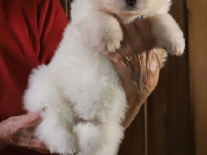 Perros Pastor Blanco Suizo en venta